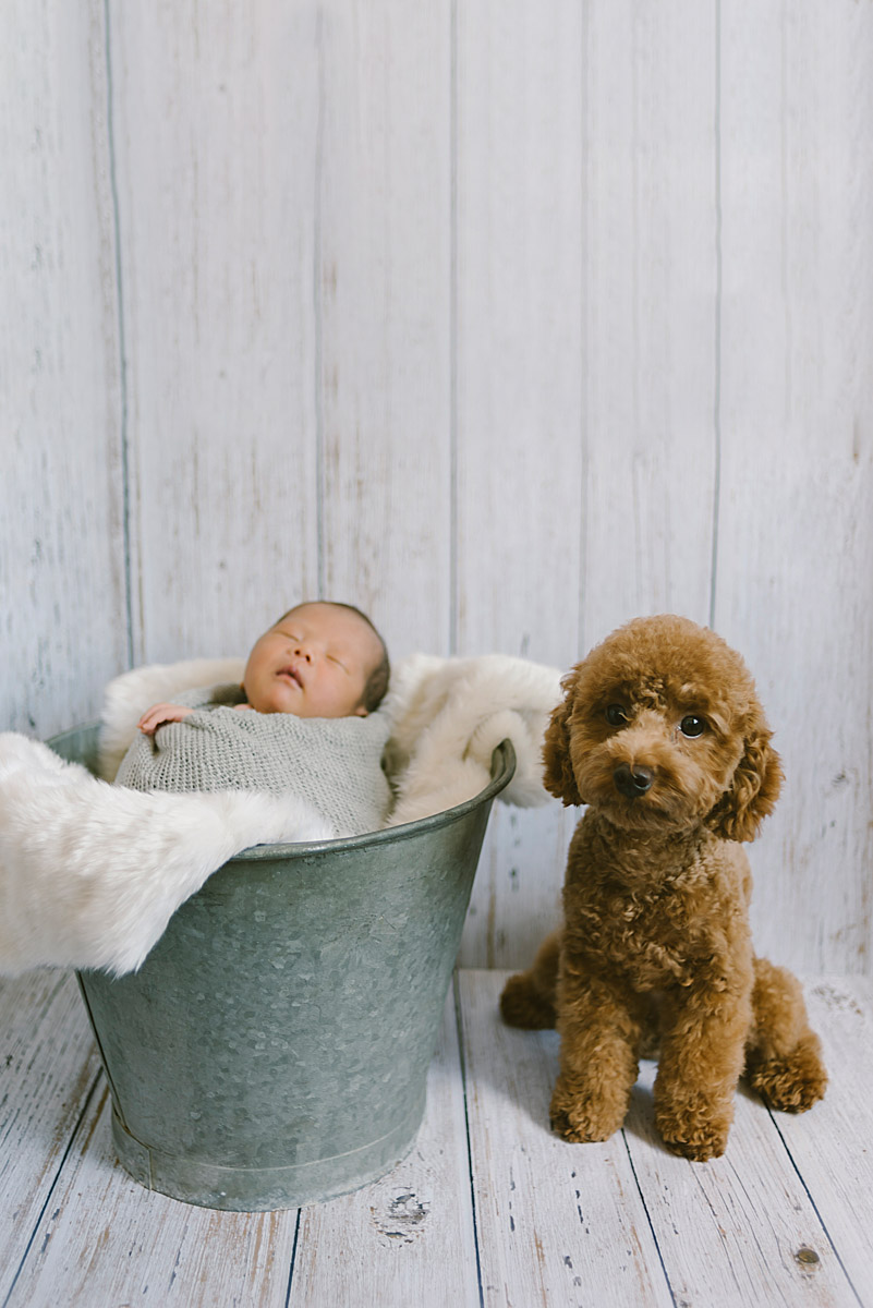 petitestory newborn photography newborn with pets photography newborn with puppy photography新生児写真