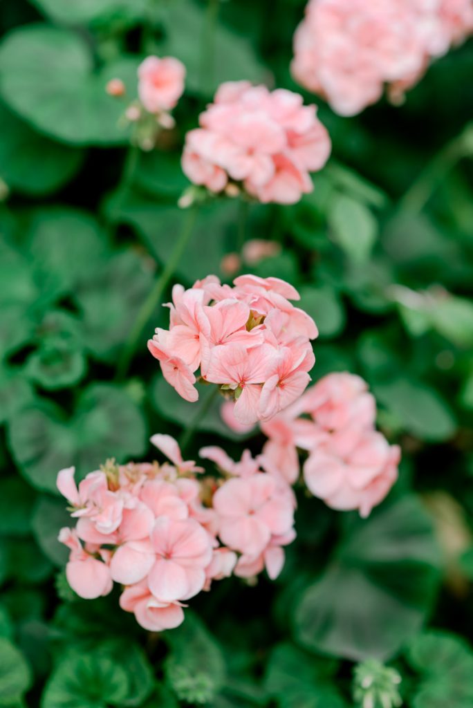 greenery in singapore